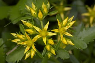 Sedum-alaranjado