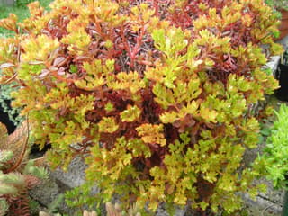 Sedum