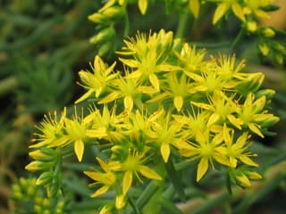 Sedum-mexicano
