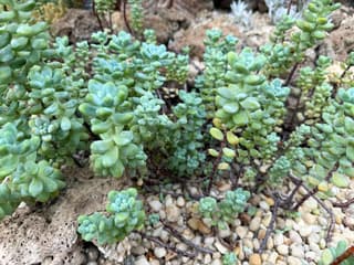 Jelly Bean Plant