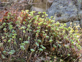 Sedum-de-Palmer