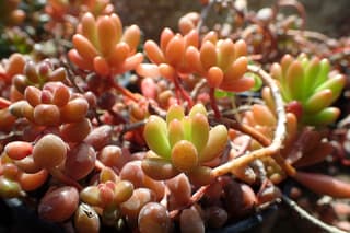 Jelly Bean Plant