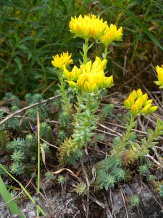 Jenny's Stonecrop