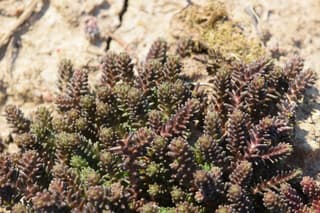 tasteless stonecrop