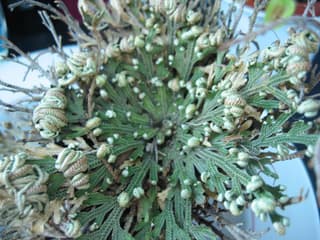 Doradilla