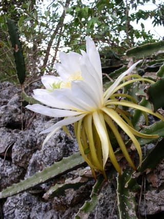 Pitahaya trojhranná