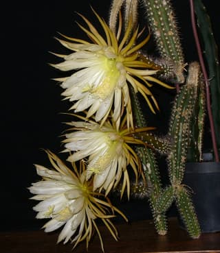 Moonlight Cactus