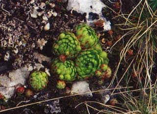 Sempreviva-globosa