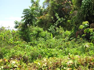 Cipó de Chama Mexicano