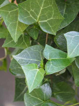 Cape Ivy
