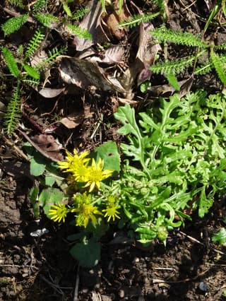 Oxford Ragwort