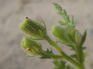 Tasneirinha-viscosa