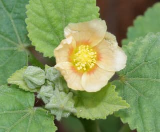 Malva-branca