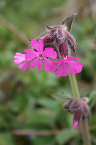 Campion