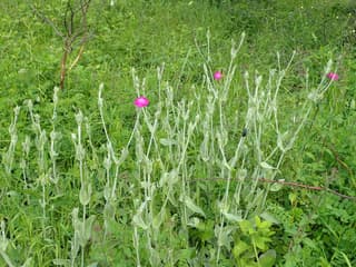 Rose Campion