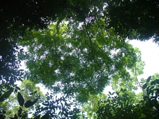 Paradise Tree