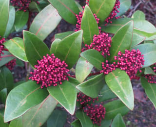 Skimmia japonesa