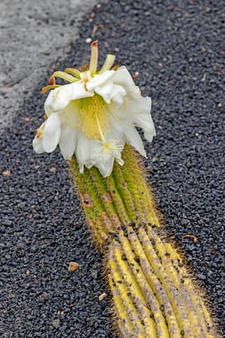 Golden Torch Cactus