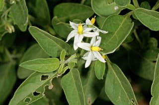 Tall nightshade