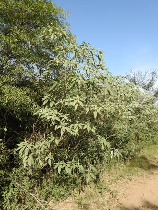 Granular Nightshade