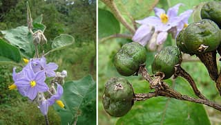 Lance-leaf Nightshade