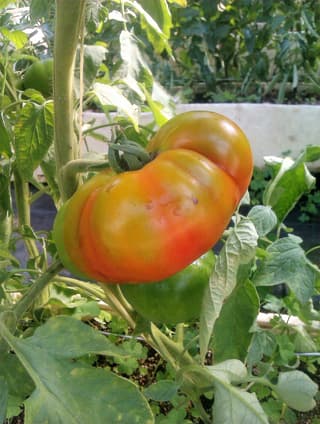 Tomato