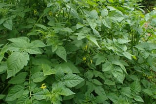 Currant Tomato