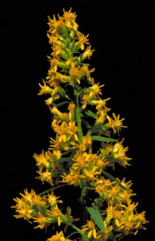 Vara-de-ouro