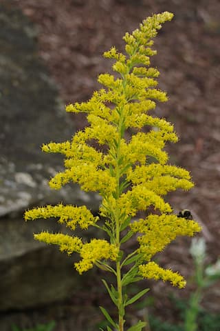 Vara-de-ouro
