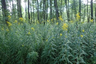 giant goldenrod