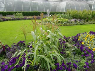 Sorgo