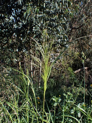 Capim-massambará