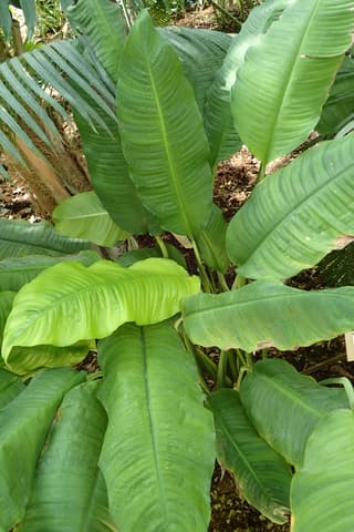 Cupped Peace Lily