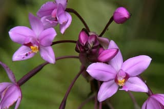 Filipínská pozemní orchidej