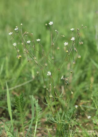 Espérgula-dos-campos