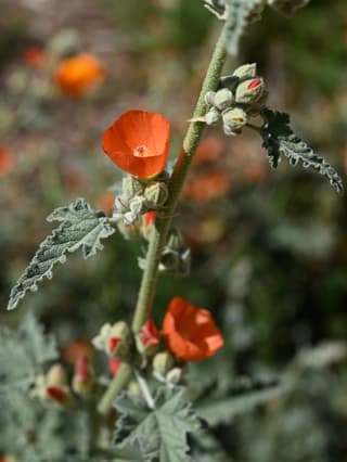 Malva-do-deserto
