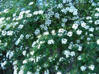 Vanhoutte Spirea