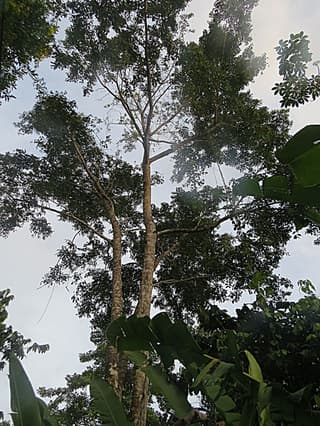 Cajá