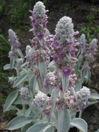 Lamb's Ear