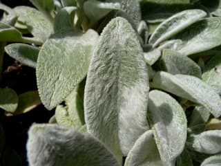 Lamb's Ear