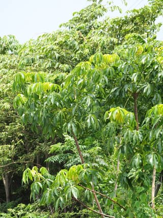 Tropical Chestnut