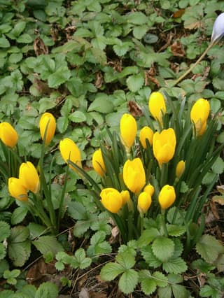 Sternbergie