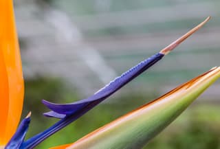 Bird of Paradise