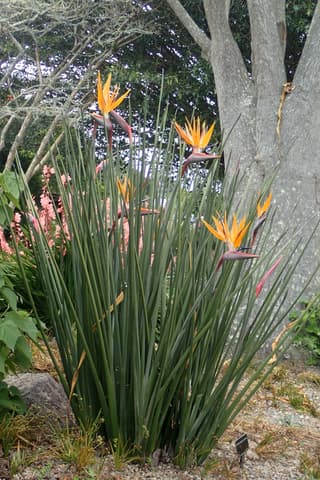 Ave-do-paraíso-sem-folhas