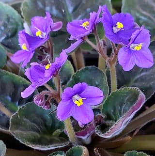 Violeta-africana
