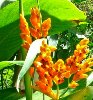 Stromanthe