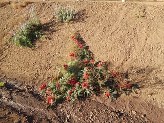 Sturt's Desert Pea