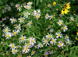 White Panicle Aster