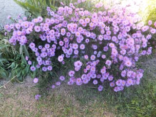 Aster nowoangielski