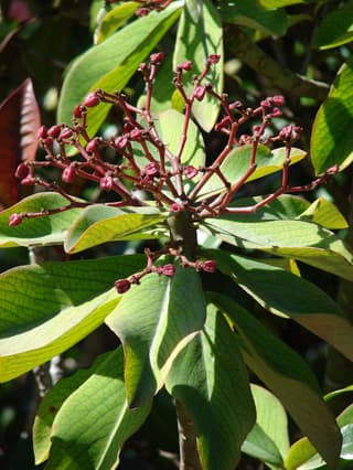 African Milk Bush